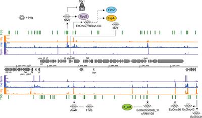 Small RNA Regulation of Virulence in Pathogenic Escherichia coli